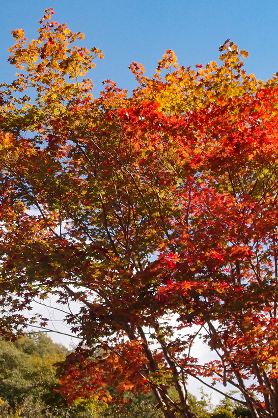 露天から紅葉を観よう！