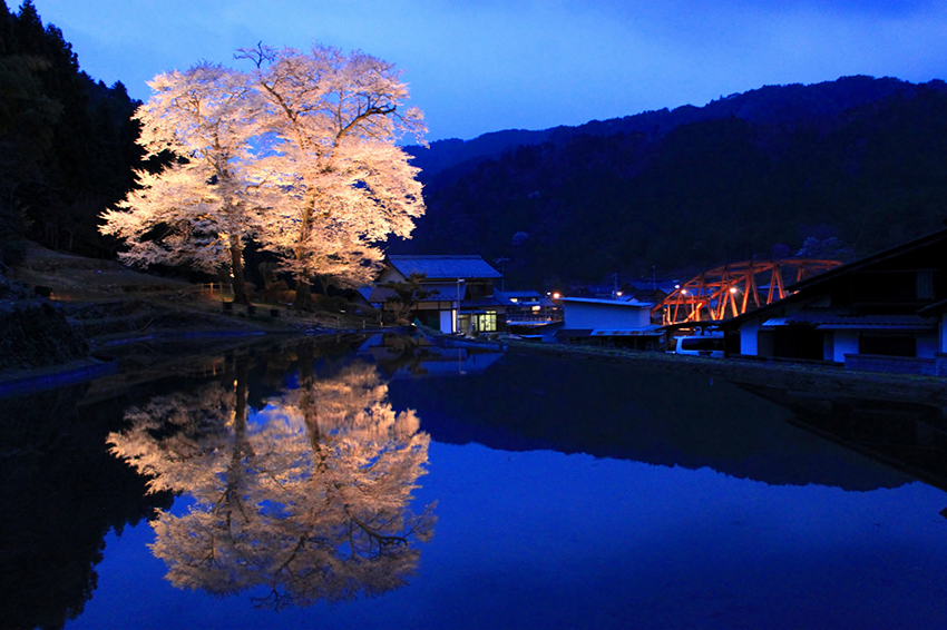 露天から桜を観よう！