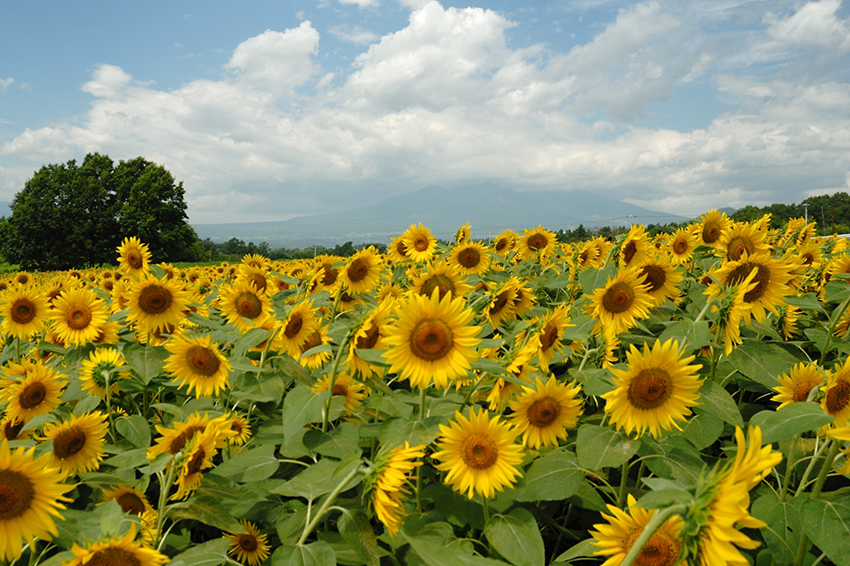 明野ひまわり畑（山梨県）