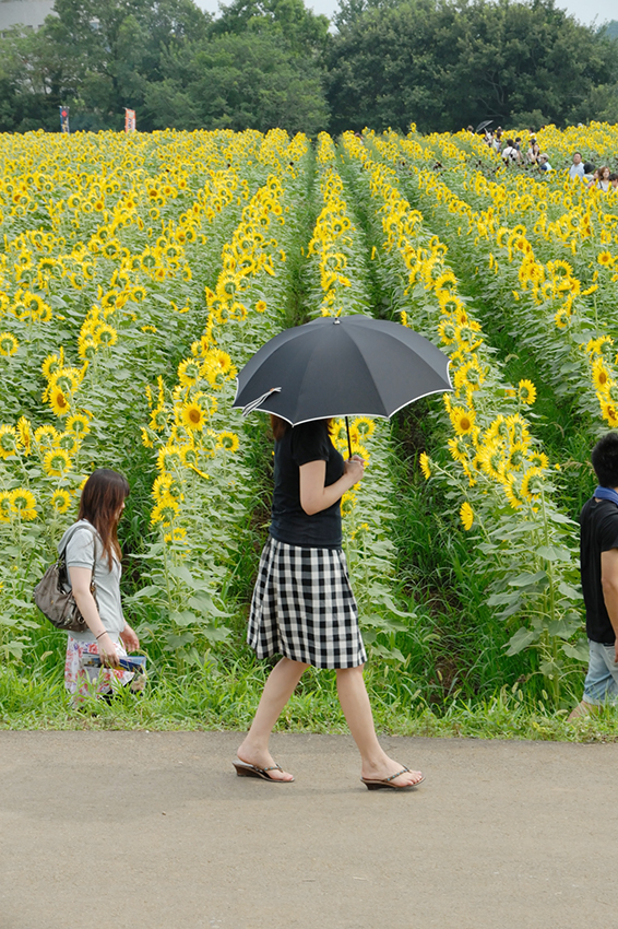 明野ひまわり畑（山梨県）